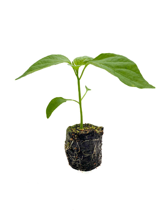 Plants in the Post/ Capsicum - Red/ Seedlings Online