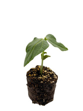 Load image into Gallery viewer, Plants in the Post/ Snake Bean/ Seedlings Online