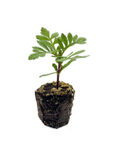 Load image into Gallery viewer, Plants in the Post/ Marigold/ Seedlings Online