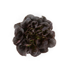 Load image into Gallery viewer, Salanova® Butterhead Lettuce - Red