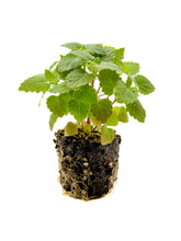 Load image into Gallery viewer, Catnip