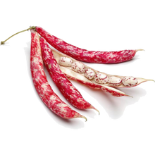 Load image into Gallery viewer, Plants in the Post/ Borlotti Bean/ Seedlings Online