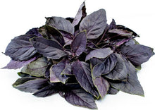 Load image into Gallery viewer, Plants in the Post/ Dark Opal Basil/ Seedlings Online