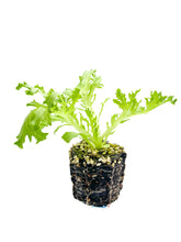 Load image into Gallery viewer, Plants in the Post/ Crispy Lettuce - Green/ Seedlings Online