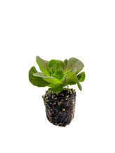 Load image into Gallery viewer, Lettuce Loose - 6 Plant Pack