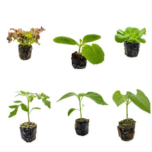 Load image into Gallery viewer, Garden of Eatin' - 12 Plant Pack