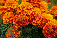 Load image into Gallery viewer, Plants in the Post/ Marigold/ Seedlings Online