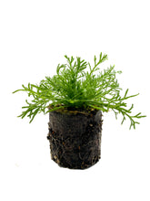 Load image into Gallery viewer, Plants in the Post/ Chamomile/ Seedlings Online