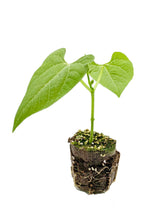 Load image into Gallery viewer, Butterbean