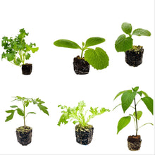 Load image into Gallery viewer, Garden of Eatin' - 12 Plant Pack