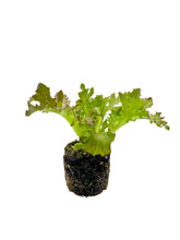 Load image into Gallery viewer, Lettuce Loose - 6 Plant Pack