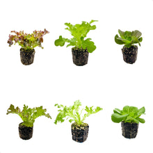 Load image into Gallery viewer, Lettuce Loose - 6 Plant Pack