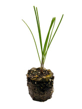 Load image into Gallery viewer, Plants in the Post/ Chives/ Seedling Online