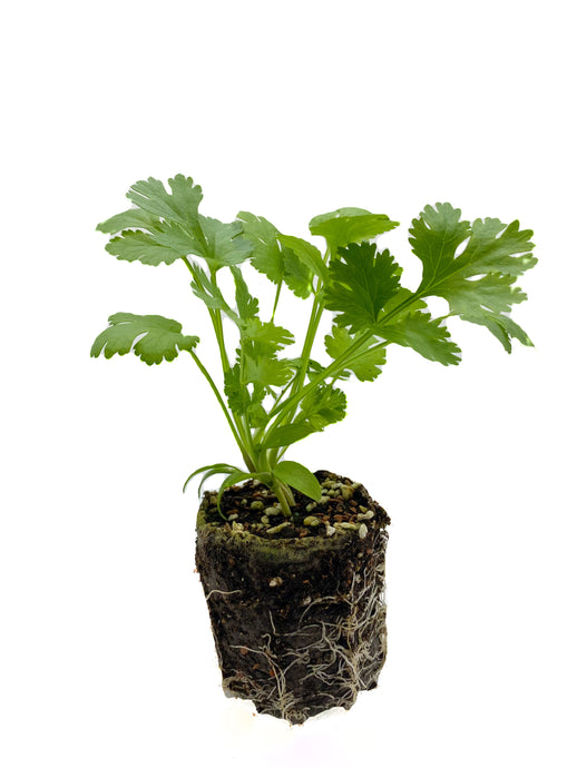 Plants in the Post/ Coriander/ Seedlings Online