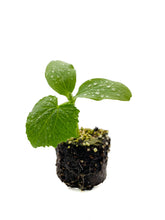 Load image into Gallery viewer, Green Cucumber