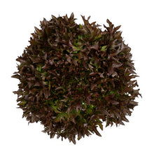 Load image into Gallery viewer, Plants in the Post/ Crispy Lettuce - Red/ Seedlings Online