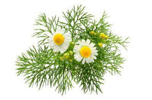 Load image into Gallery viewer, Plants in the Post/ Chamomile/ Seedlings Online