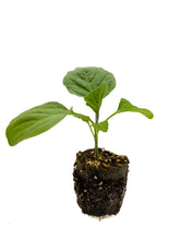 Load image into Gallery viewer, Plants in the Post/ Eggplant/ Seedlings Online