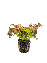 Load image into Gallery viewer, Lettuce Loose - 6 Plant Pack