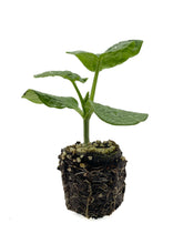 Load image into Gallery viewer, Plants in the Post/ Butternut Pumpkin/ Seedlings Online