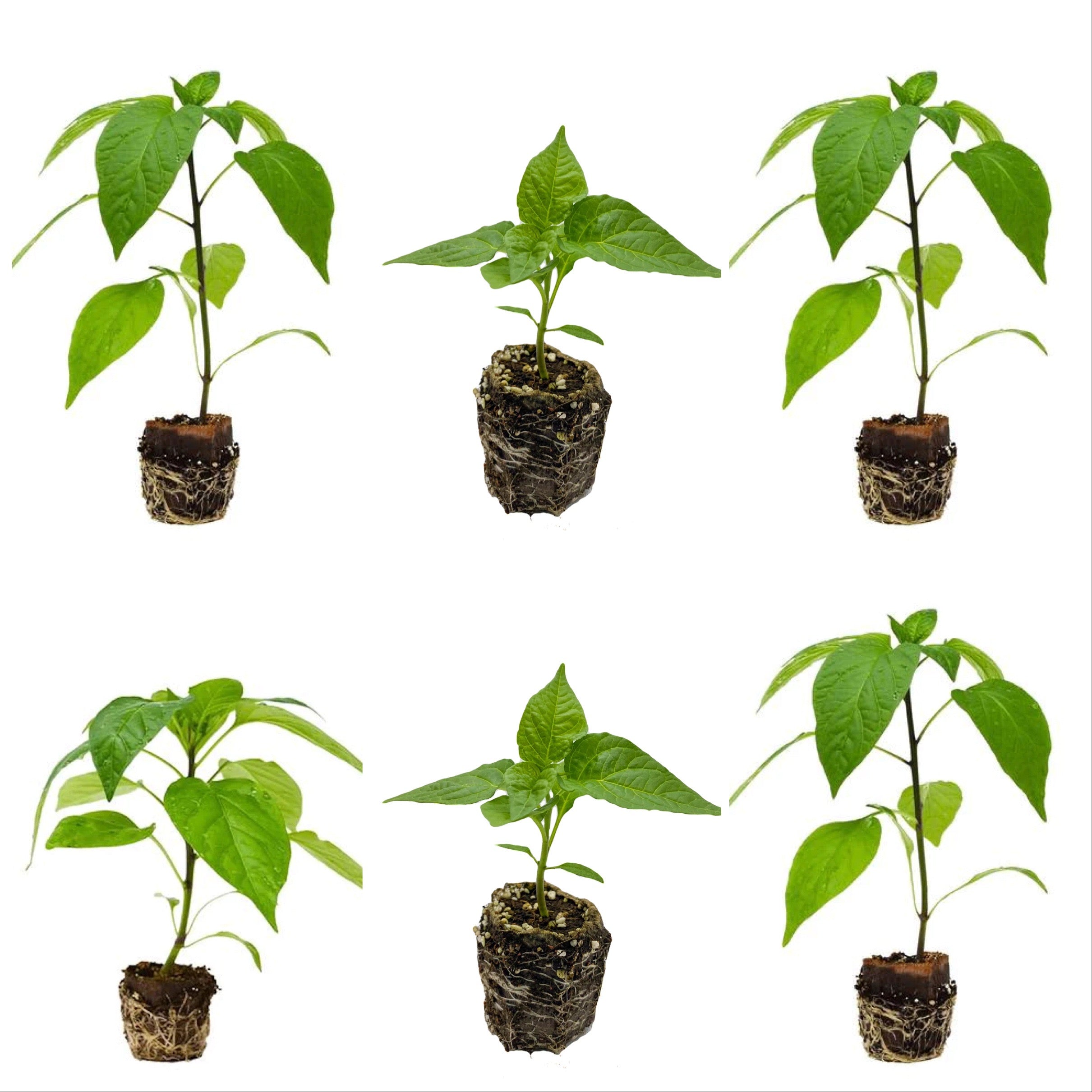 Hot plants for him