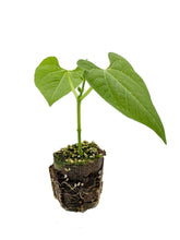 Load image into Gallery viewer, Plants in the Post/ Green Bean/ Seedlings Online