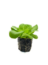 Load image into Gallery viewer, Lettuce Loose - 6 Plant Pack
