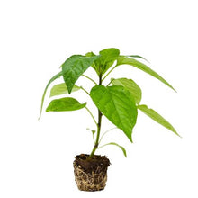Load image into Gallery viewer, Plants in the Post/ Sweet Banana Capsicum/ Seedlings Online

