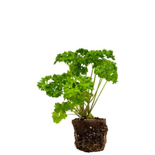 Load image into Gallery viewer, Plants in the Post/ Parsley/ Seedlings Online