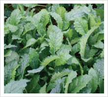 Load image into Gallery viewer, Plants in the Post/ Kale - Babyleaf/ Seedlings Online

