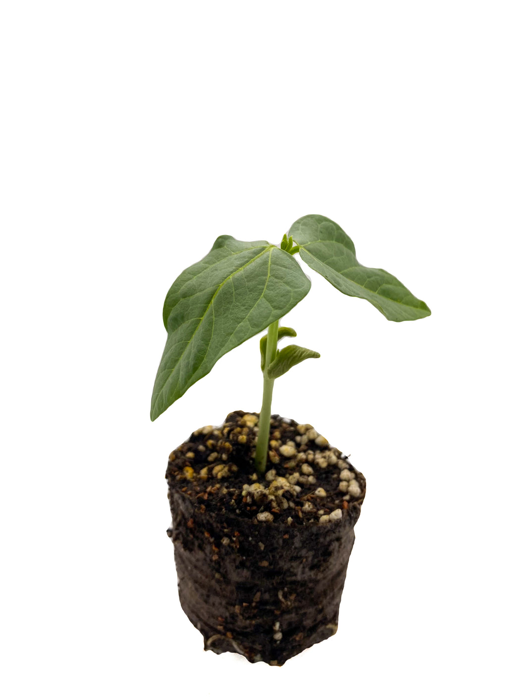 Plants in the Post/ Snake Bean/ Seedlings Online