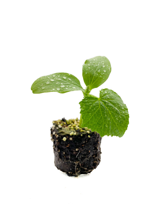 Apple Cucumber / Plants in the Post / Seedlings Online