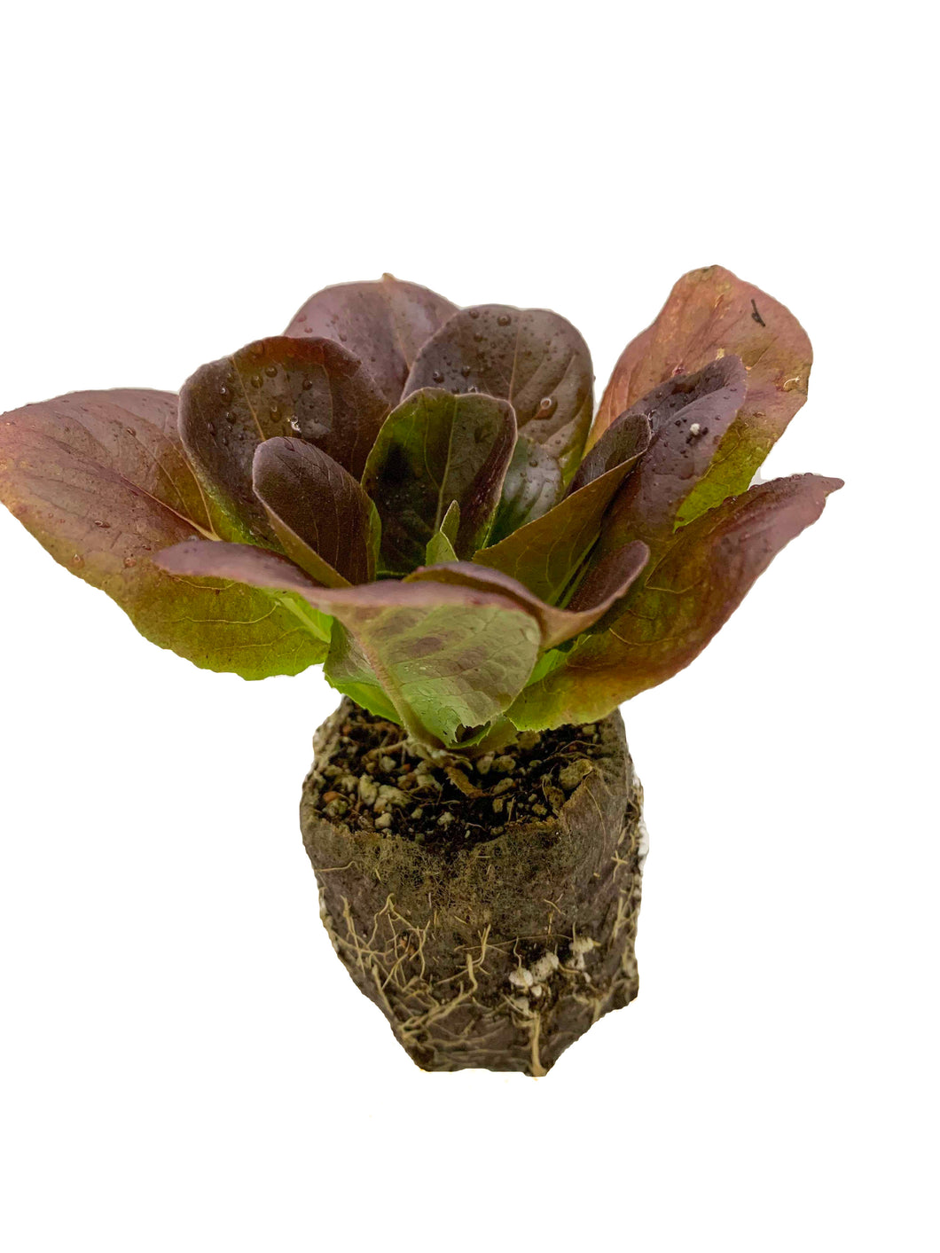 Salanova® Butterhead Lettuce - Red