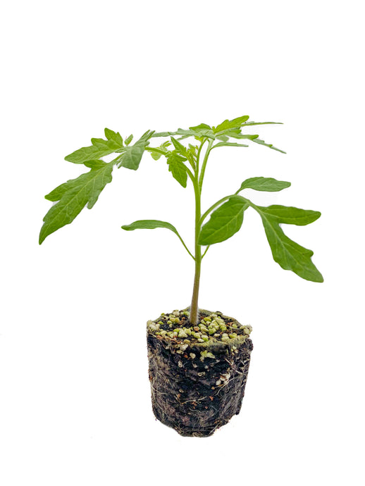 Plants in the Post/ Cherry Tomato - Yellow/ Seedlings Online