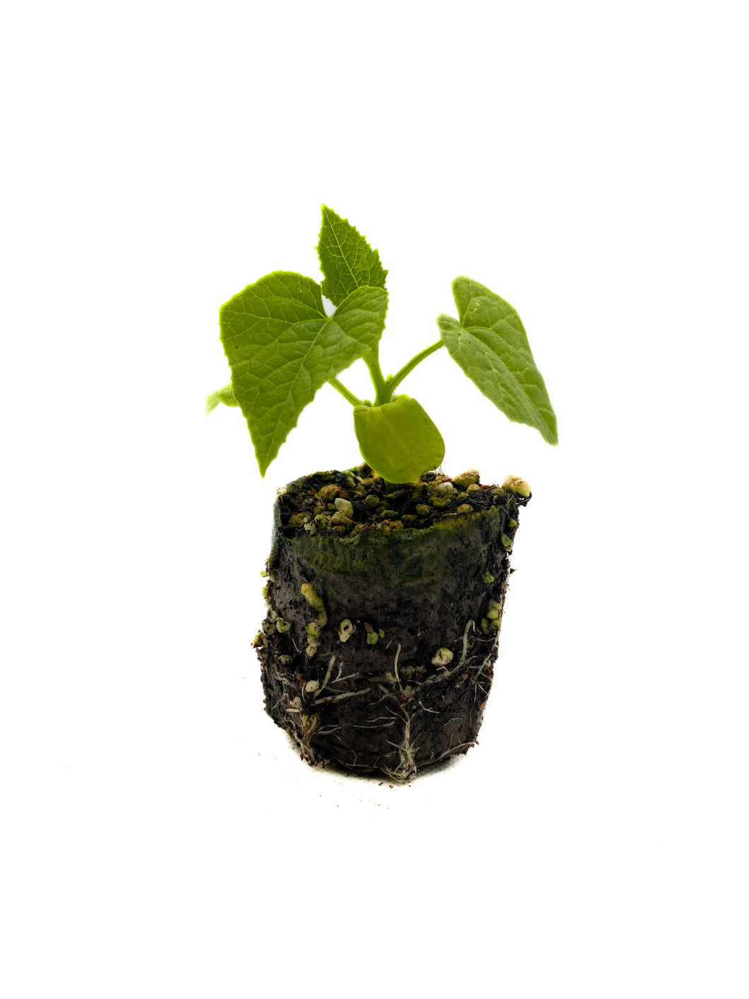 African Horned Cucumber