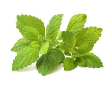 Load image into Gallery viewer, Plants in the Post/ Lemon Balm/ Seedlings Online
