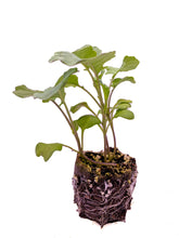 Load image into Gallery viewer, Broccoli
