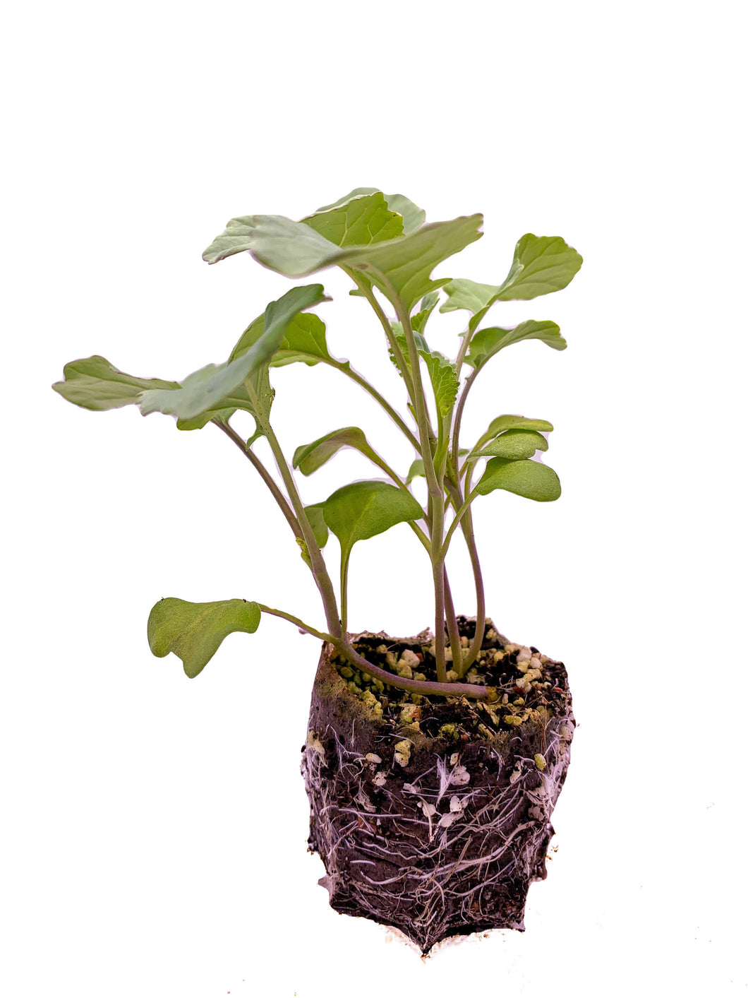 Broccoli