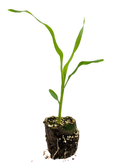 Plants in the Post/ Sweet Corn/ Seedlings Online