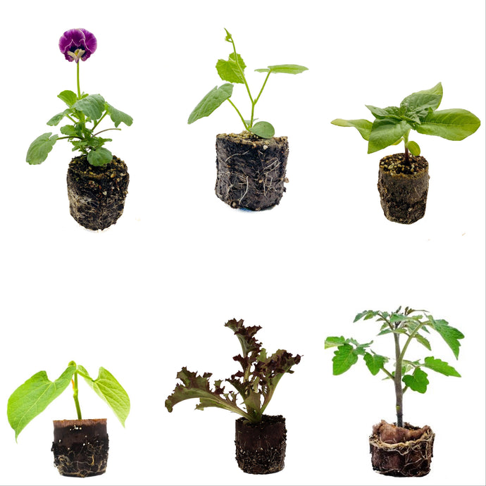 Plants in the Post/ Child's Play - 6 Plant Pack/ Seedlings Online