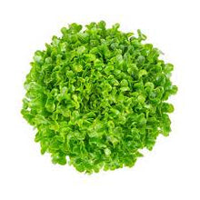 Load image into Gallery viewer, Plants in the Post/Oakleaf Lettuce - Green/ Seedlings Online
