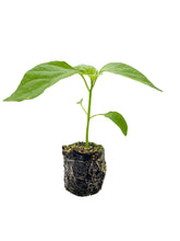 Load image into Gallery viewer, Plants in the Post/ Capsicum - Yellow/ Seedlings Online
