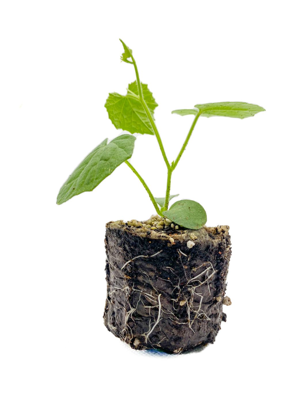 Plants in the Post/ Cucamelon/ Seedlings Online
