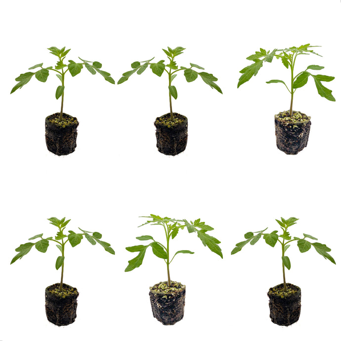 Plants in the Post/ Don't Make Me Blush - 6 Plant Pack/ Seedlings Online