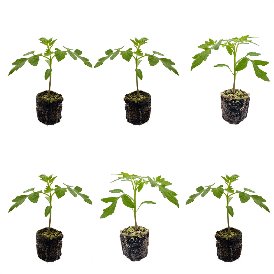 Plants in the Post/ Don't Make Me Blush - 6 Plant Pack/ Seedlings Online