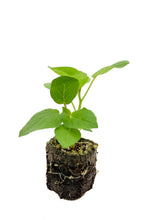 Load image into Gallery viewer, Cape Gooseberry
