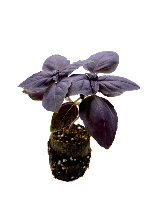 Plants in the Post/ Dark Opal Basil/ Seedlings Online