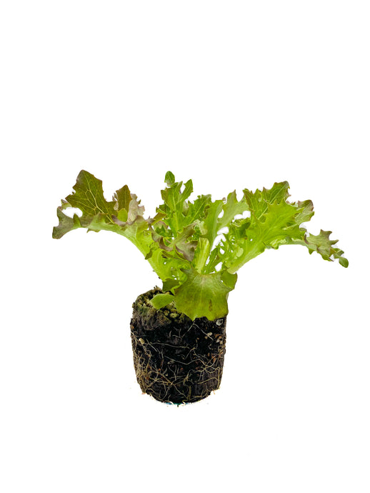 Plants in the Post/ Crispy Lettuce - Red/ Seedlings Online