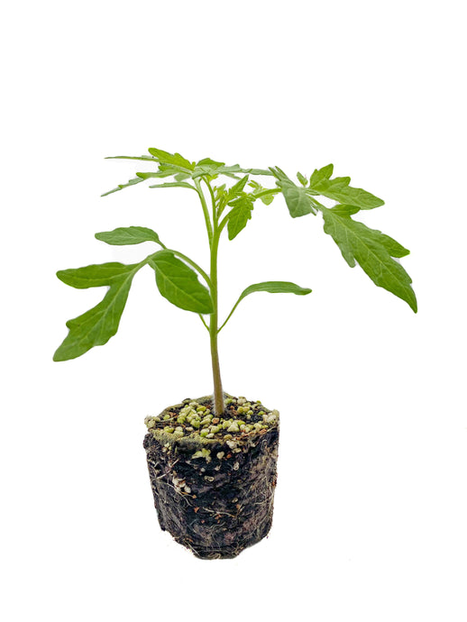 Plants in the Post/ Cherry Tomato - Red/ Seedlings Online