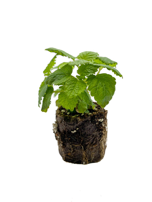 Plants in the Post/ Lemon Balm/ Seedlings Online